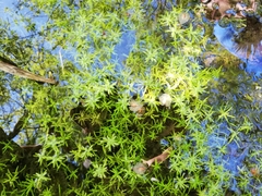 Callitriche brutia