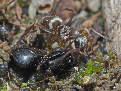 Formica cinerea