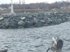 Histrionicus histrionicus