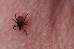 Ixodes persulcatus