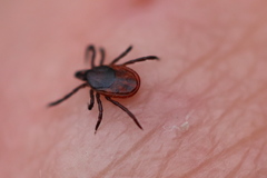 Ixodes persulcatus
