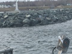 Histrionicus histrionicus