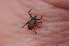 Ixodes persulcatus