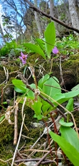 Primula fassettii