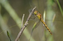 Sympetrum sanguineum