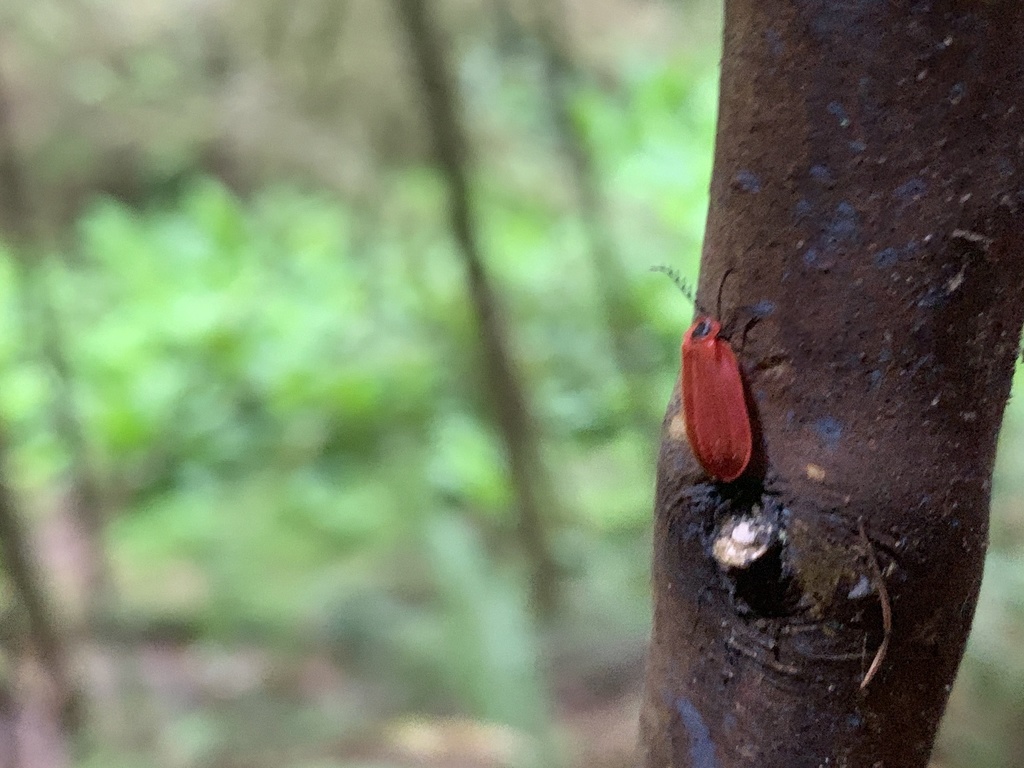 Matheteus theveneti