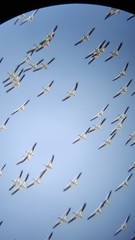 Pelecanus erythrorhynchos