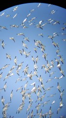 Pelecanus erythrorhynchos