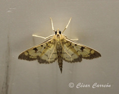Mimorista subcostalis