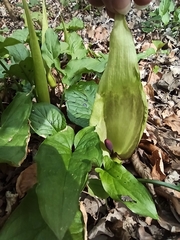 Arum maculatum