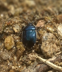 Canthophorus melanopterus