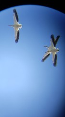 Pelecanus erythrorhynchos