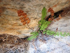 Cheilanthes hastata