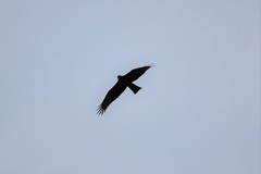 Milvus migrans govinda