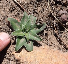 Chlorophytum crispum