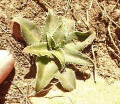 Chlorophytum crispum