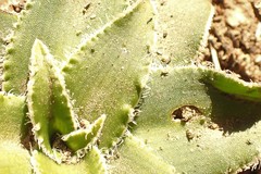 Chlorophytum crispum