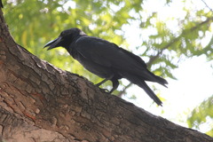 Corvus macrorhynchos culminatus