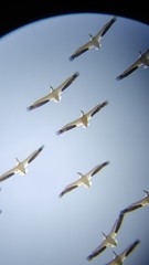 Pelecanus erythrorhynchos