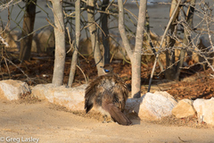 Coua ruficeps olivaceiceps