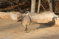 Coua ruficeps olivaceiceps