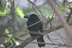 Corvus macrorhynchos culminatus