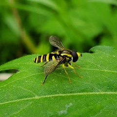 Xanthogramma flavipes