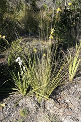 Bobartia orientalis