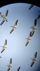 Pelecanus erythrorhynchos