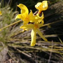 Bobartia orientalis