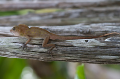 Anolis allogus
