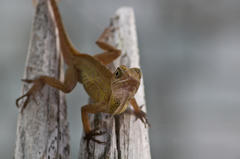 Anolis allogus