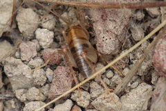 Ceuthophilus californianus