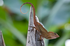 Anolis allogus