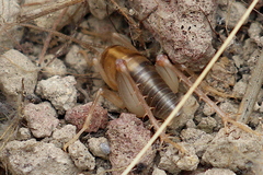 Ceuthophilus californianus