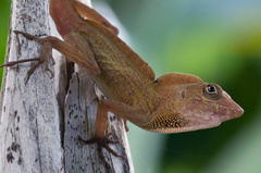 Anolis allogus