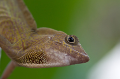 Anolis allogus