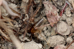 Ceuthophilus californianus