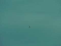 Thalasseus sandvicensis