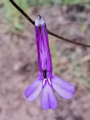 Lobelia tomentosa