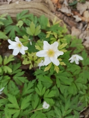 Anemonoides nemorosa