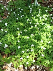 Anemonoides nemorosa