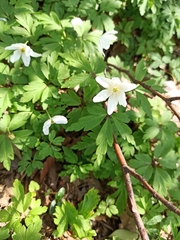 Anemonoides nemorosa