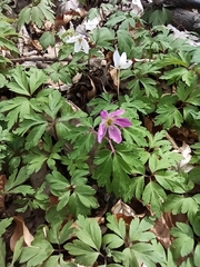 Anemonoides nemorosa