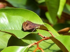 Euthalia aconthea gurda