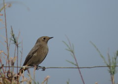 Phoenicurus ochruros