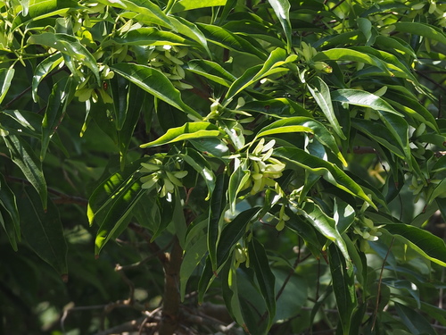 Image of Acer albopurpurascens by no rights reserved