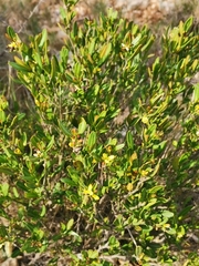 Cneorum tricoccon