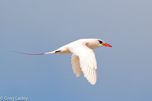 Red-tailed Tropicbird