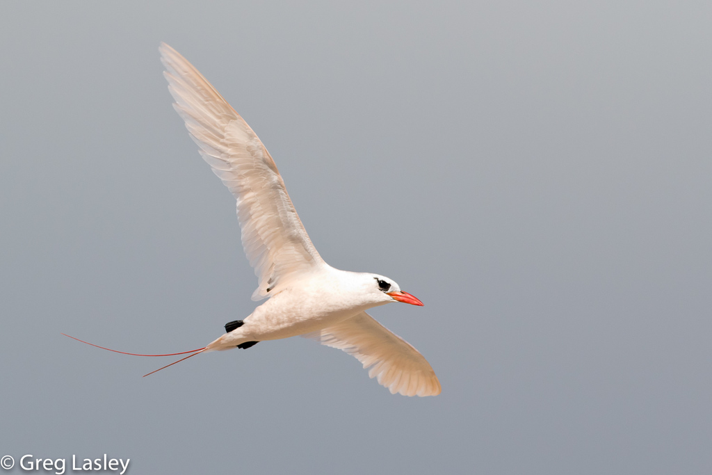 Tropicbirds